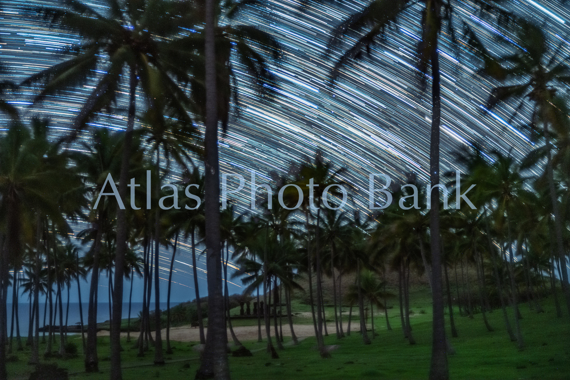 SSP-398-椰子の木と星の軌跡・イースター島